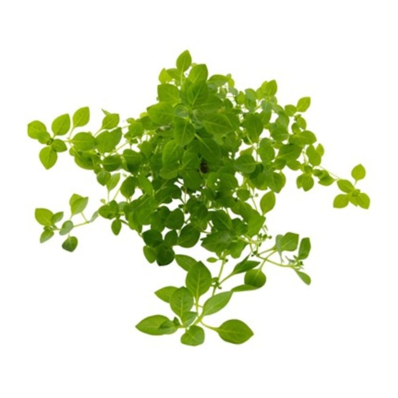 Ludwigia palustris Green