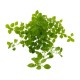 Ludwigia palustris Green