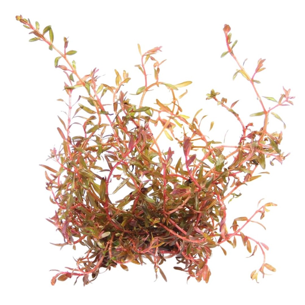 Rotala spec. H'ra in vitro