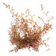 Rotala Spec.'H.Ra'