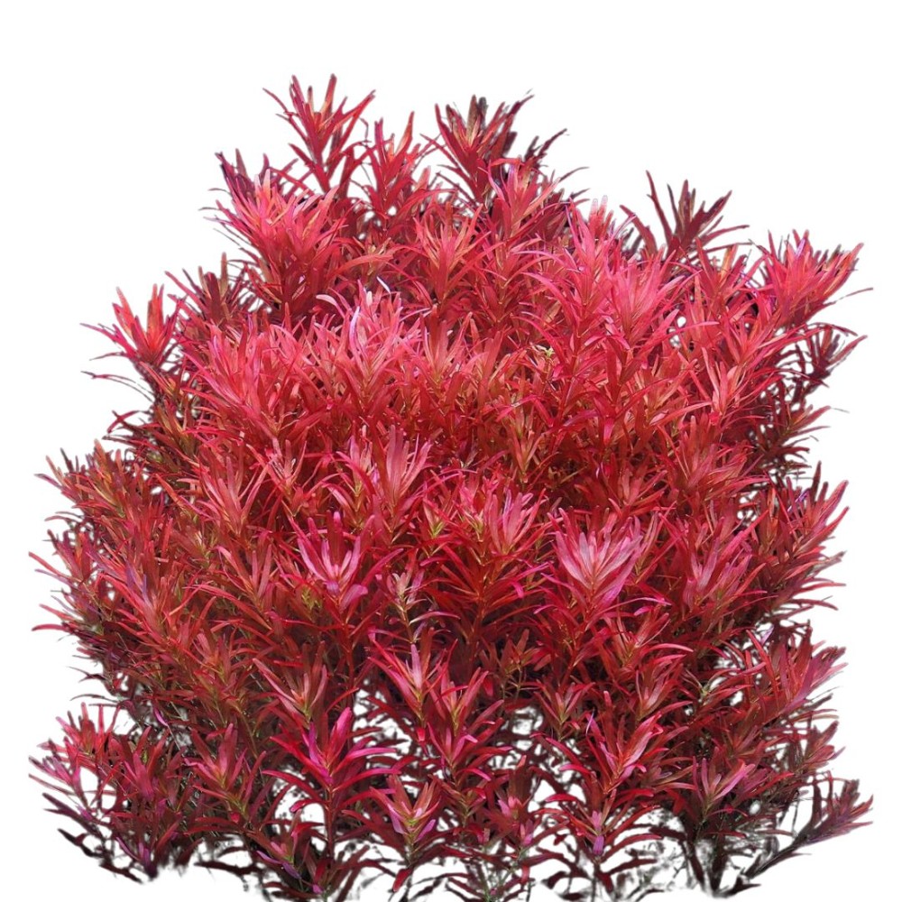 Rotala spec. H'ra in vitro