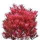 Rotala Spec.'H.Ra'