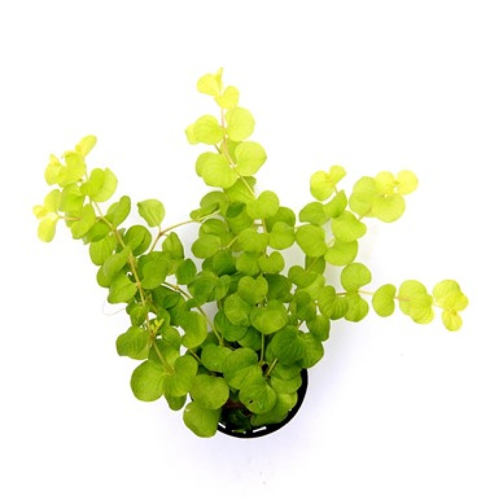 Lysimachia Nummularia 'Aurea'