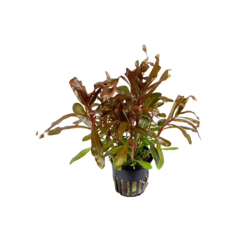 Ammannia crassicaulis
