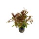 Ammannia crassicaulis