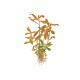 Ammannia crassicaulis