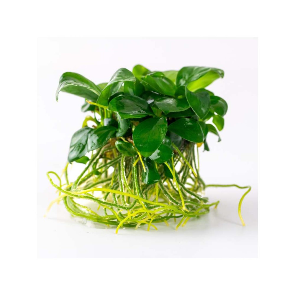 Anubias barteri nana in vitro