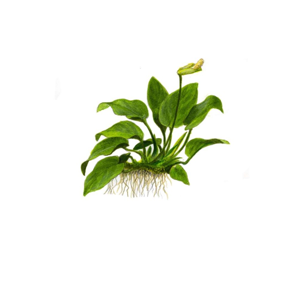 Anubias barteri nana in vitro