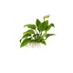Anubias barteri nana in vitro