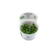Anubias barteri nana mini coin In-Vitro