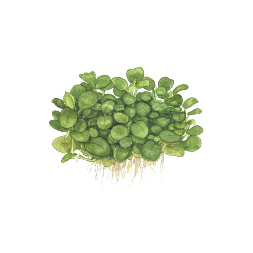 Anubias barteri nana mini coin In-Vitro