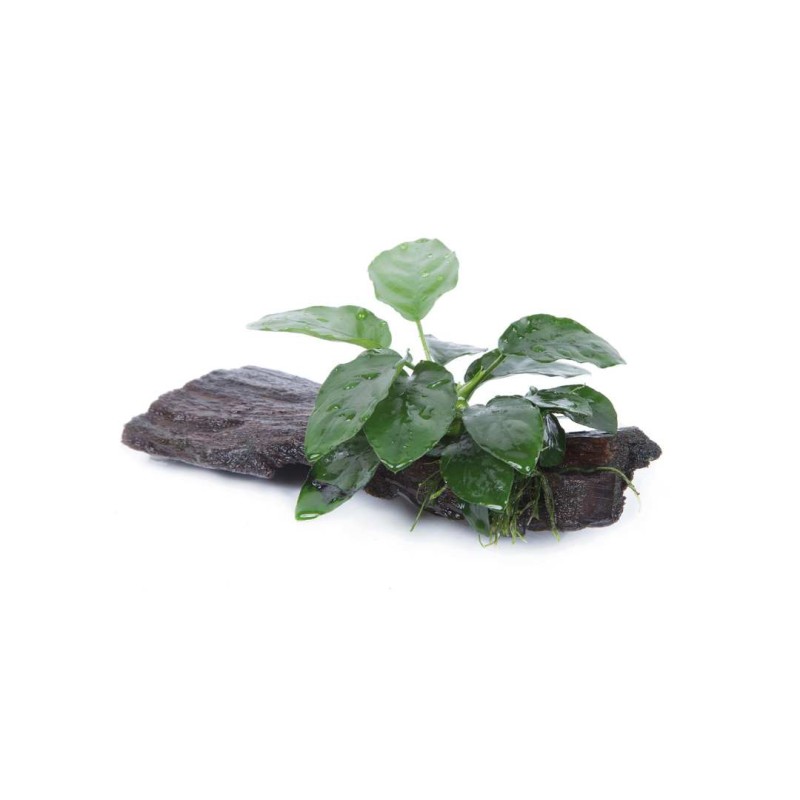 Anubias barteri nana on wood with suction cup
