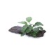 Anubias barteri nana on wood with suction cup