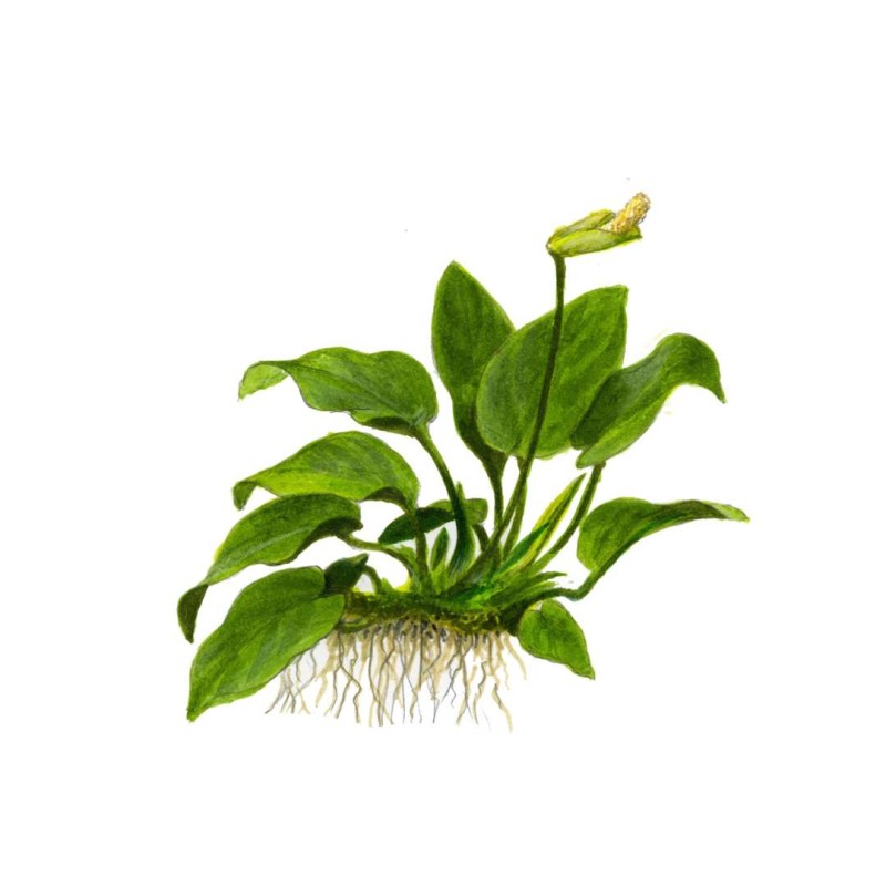 Anubias barteri nana on wood with suction cup
