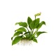 Anubias barteri nana on wood with suction cup