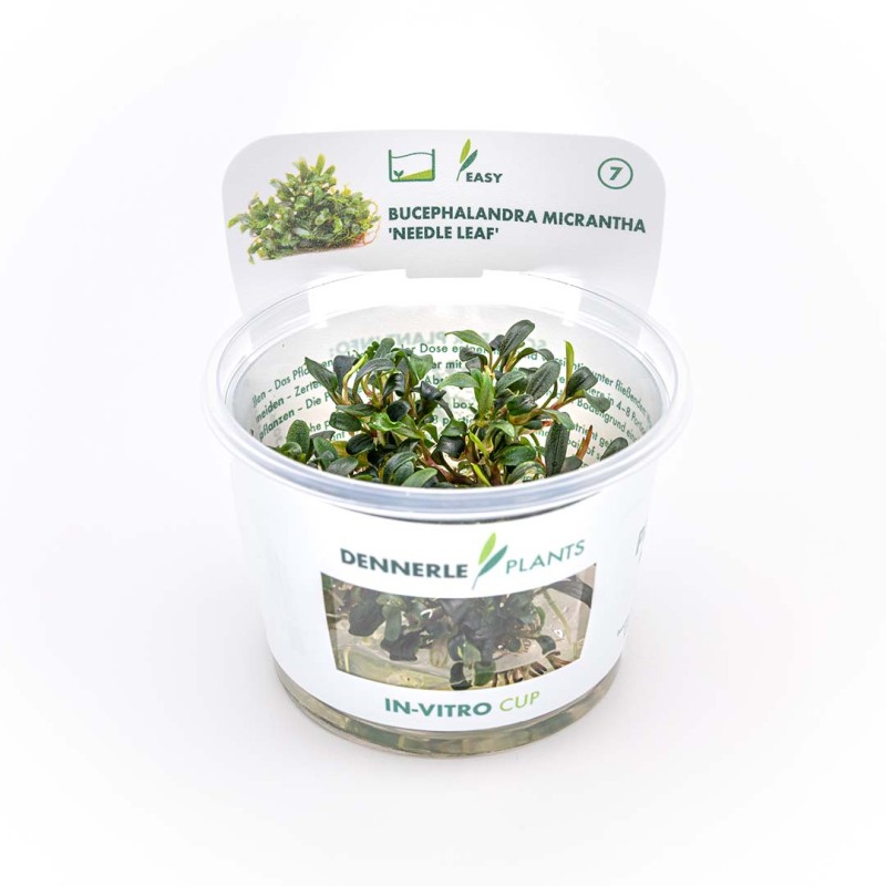Bucephalandra micrantha needle leaf in vitro