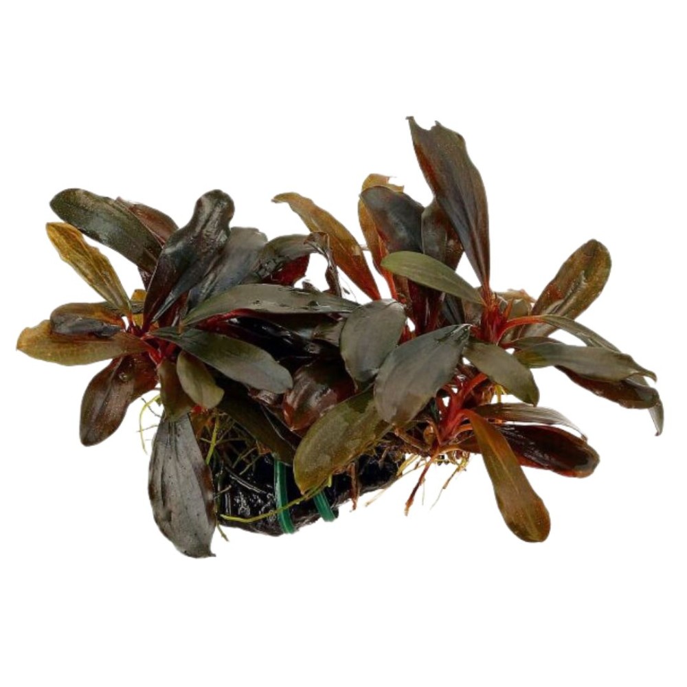 Bucephalandra spec. 'Serimbu Brown' In-Vitro