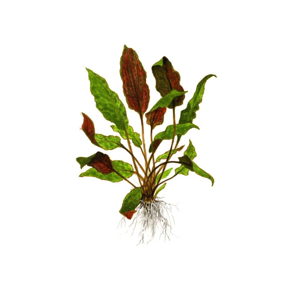 Cryptocoryne wendtii Mi Oya in vitro