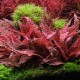 Cryptocoryne x Flamingo In-Vitro