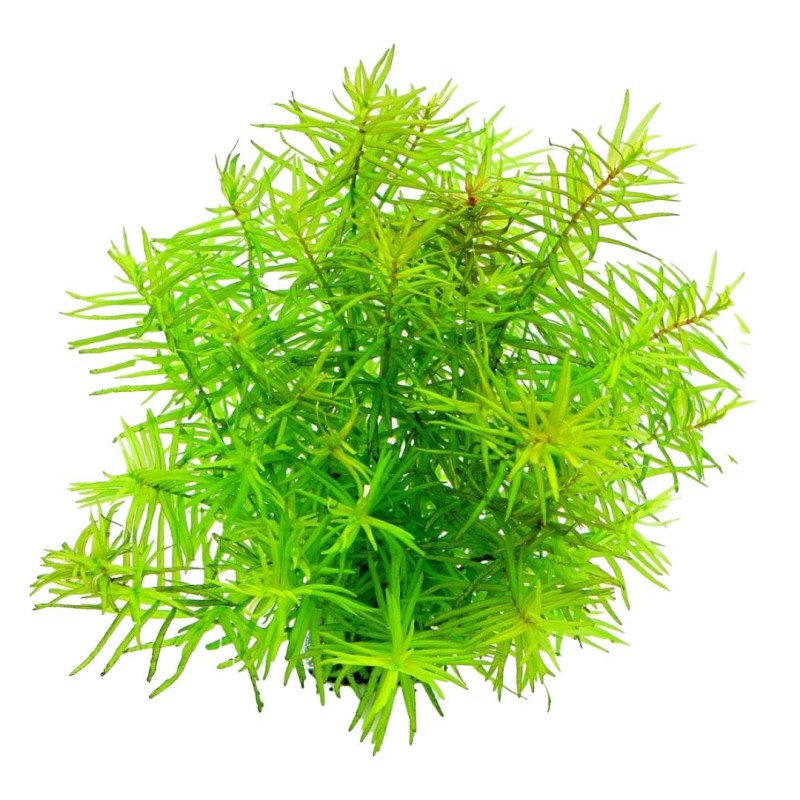 Didiplis diandra in vitro
