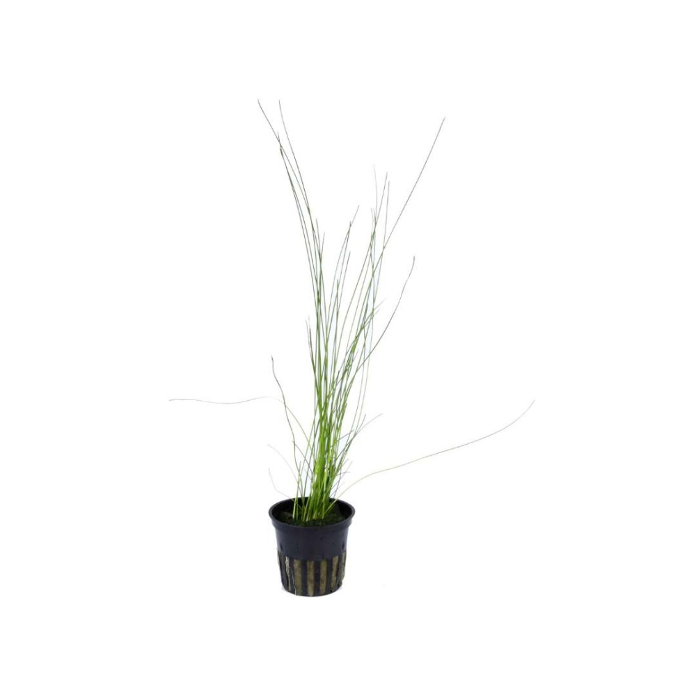 Eleocharis montevidensis