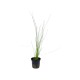 Eleocharis montevidensis
