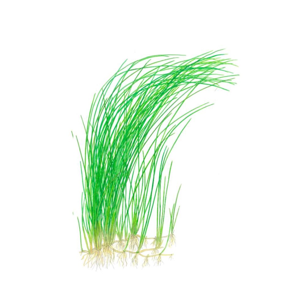 Eleocharis montevidensis