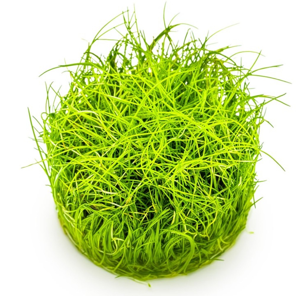 Eleocharis pusilla “Mini” in vitro