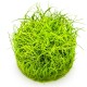 Eleocharis pusilla “Mini” in vitro