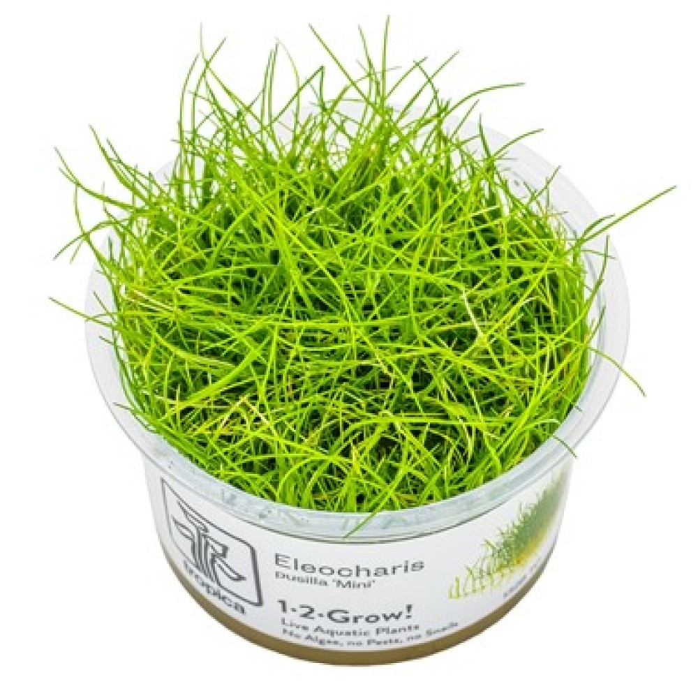 Eleocharis pusilla “Mini” in vitro