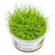 Eleocharis pusilla “Mini” in vitro