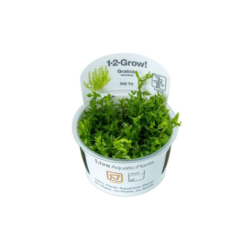 Gratiola viscidula in vitro