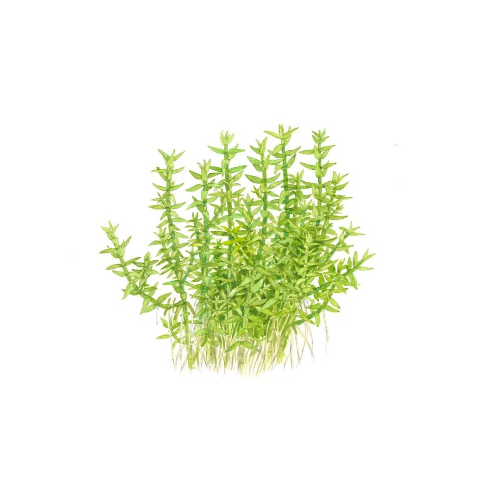 Gratiola viscidula in vitro