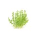 Gratiola viscidula in vitro
