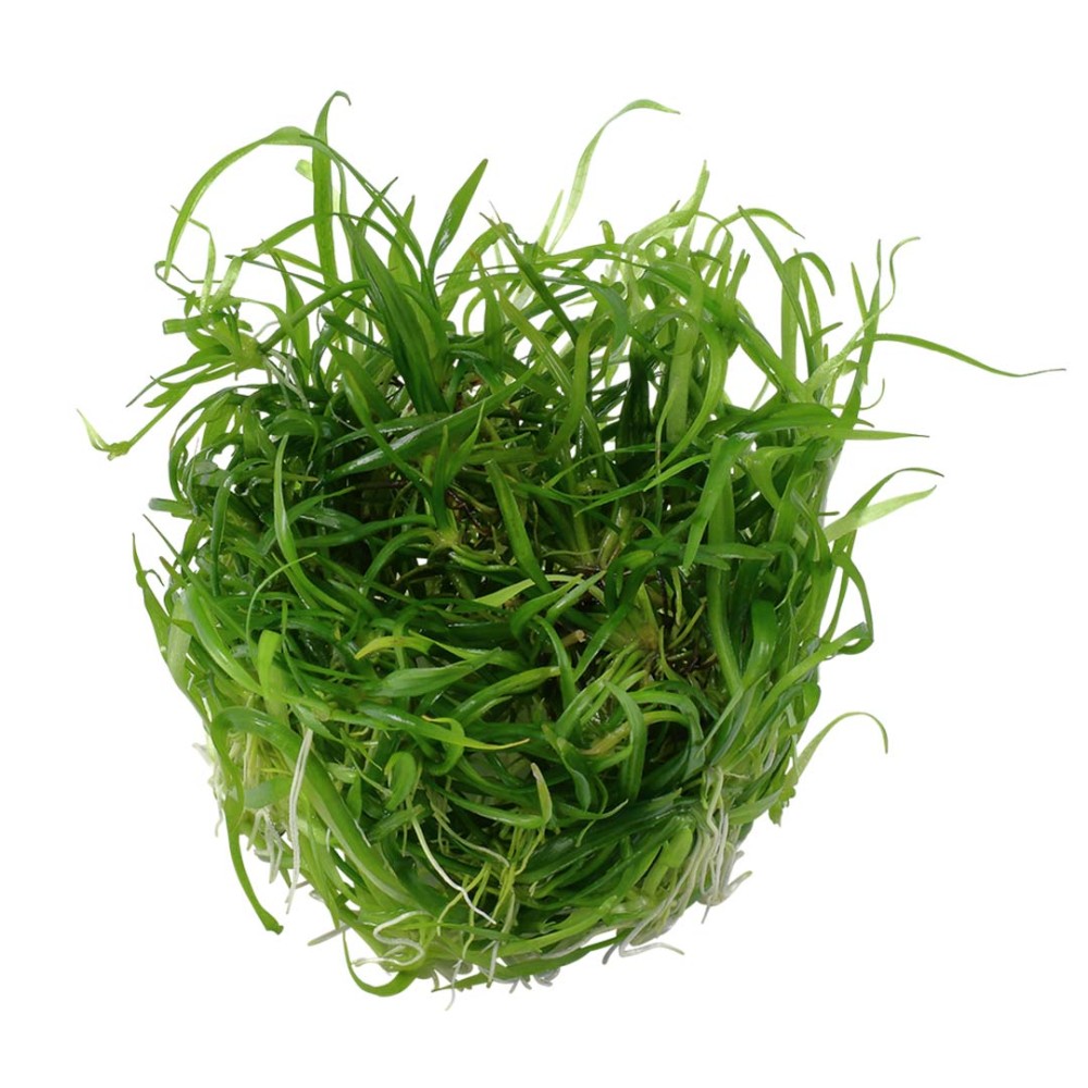 Helanthium tenellum green in vitro