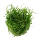 Helanthium tenellum green in vitro