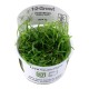 Helanthium tenellum green in vitro
