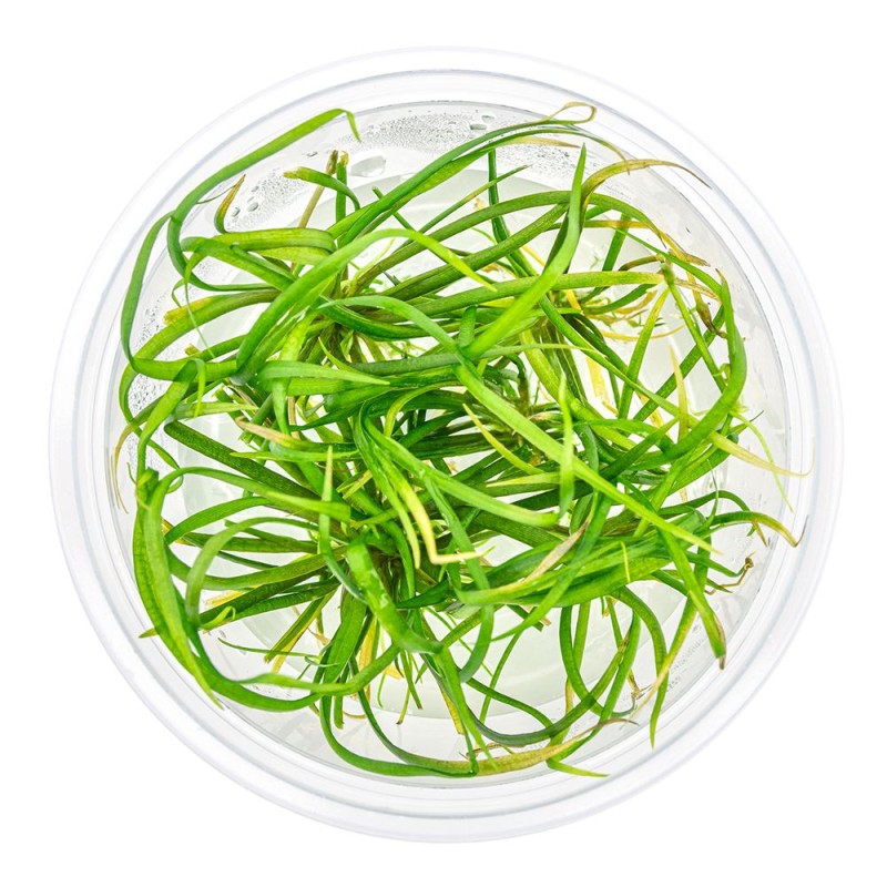 Helanthium tenellum Red in Vitro