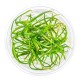Helanthium tenellum Red in Vitro