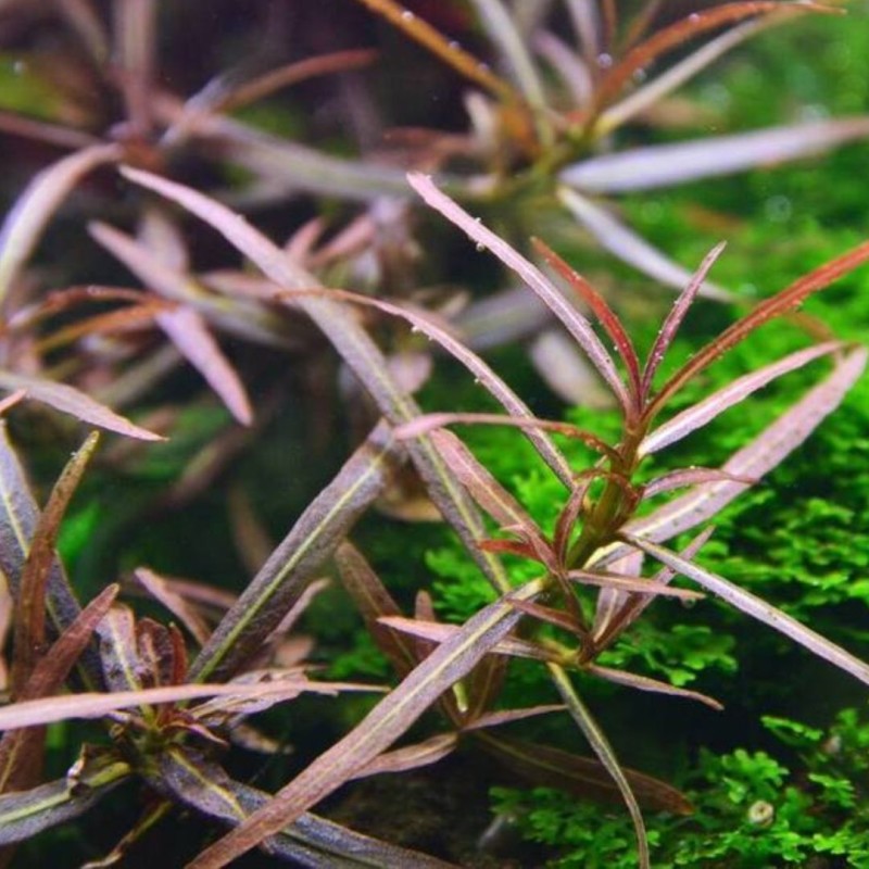 Hygrophila lancea 'Araguaia' In-Vitro