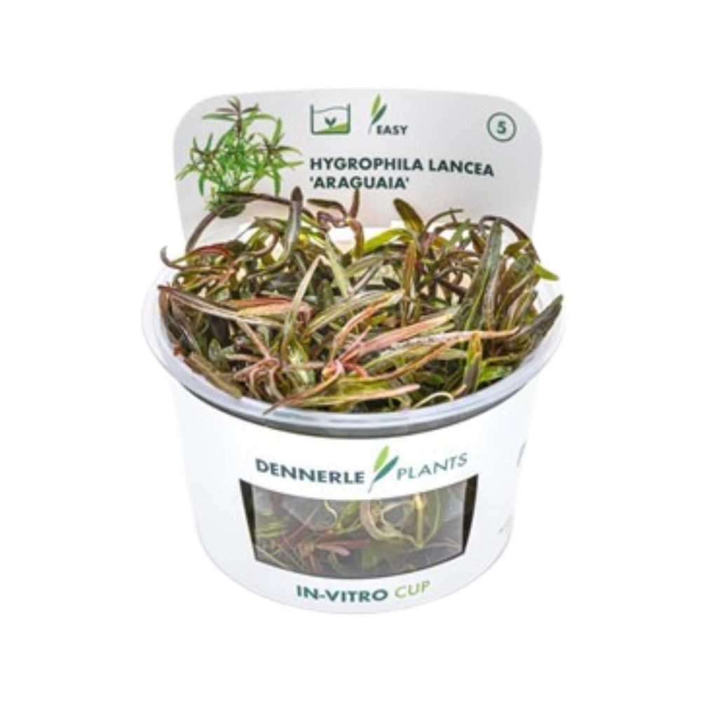 Hygrophila lancea 'Araguaia' In-Vitro