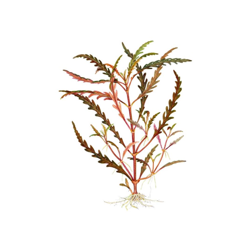 Hygrophila pinnatifida in vitro