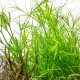 Juncus Repens In Vitro