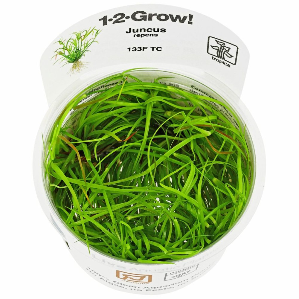 Juncus Repens In Vitro
