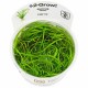 Juncus Repens In Vitro
