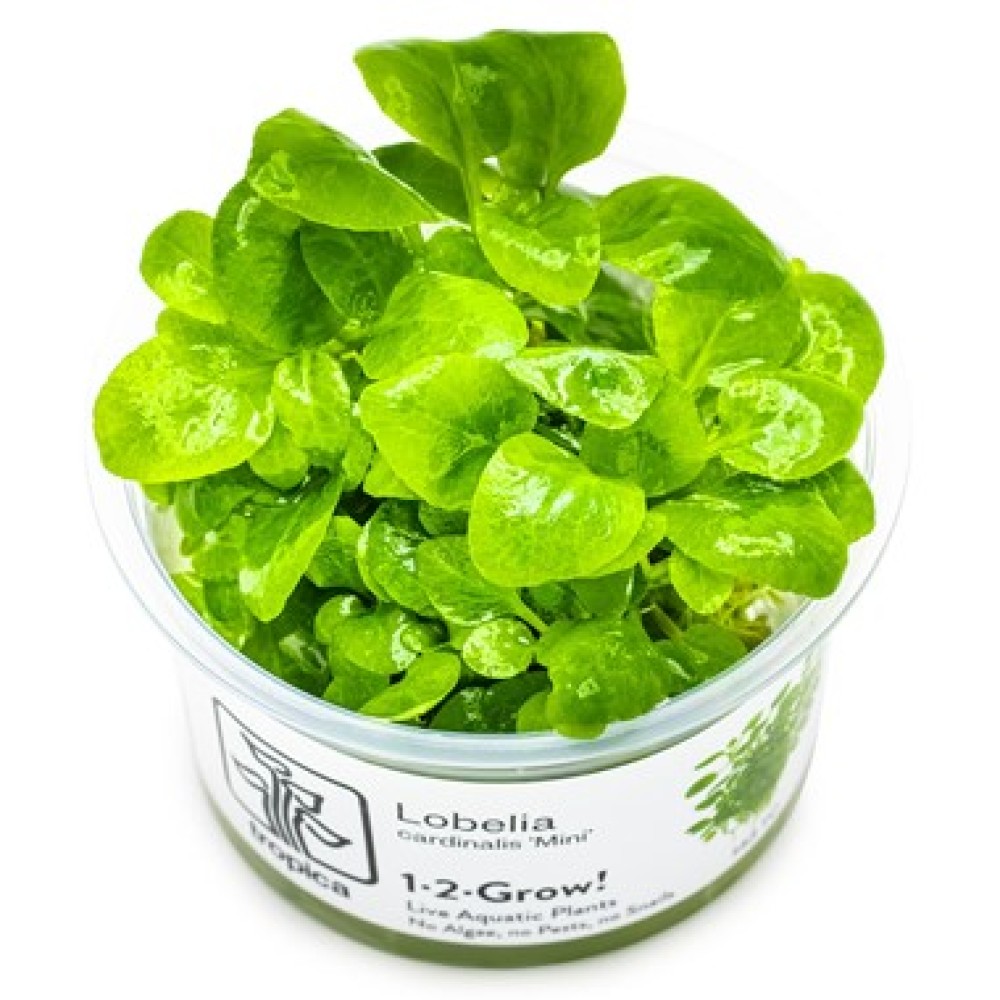 Lobelia Cardinalis Mini In Vitro