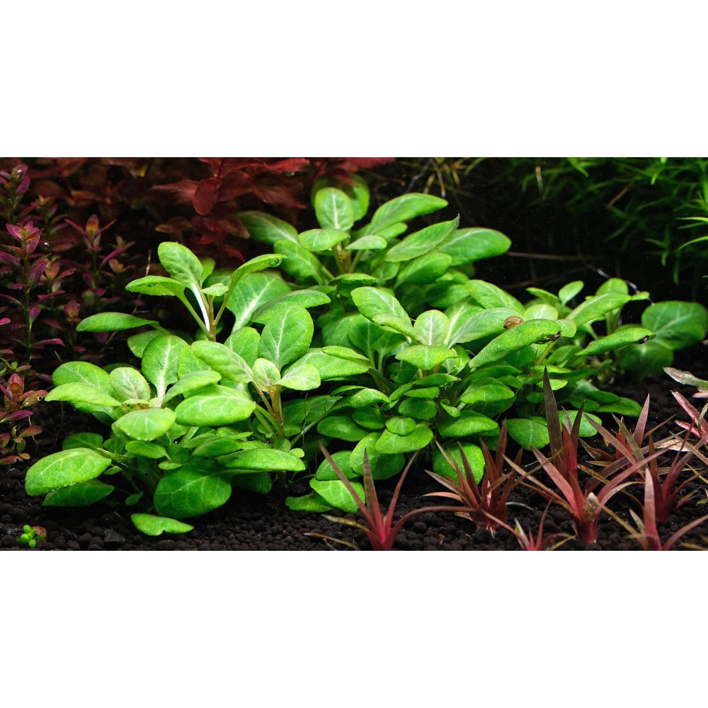 Lobelia Cardinalis Mini In Vitro