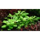 Lobelia Cardinalis Mini In Vitro