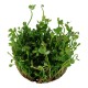 Marsilea hirsuta in vitro