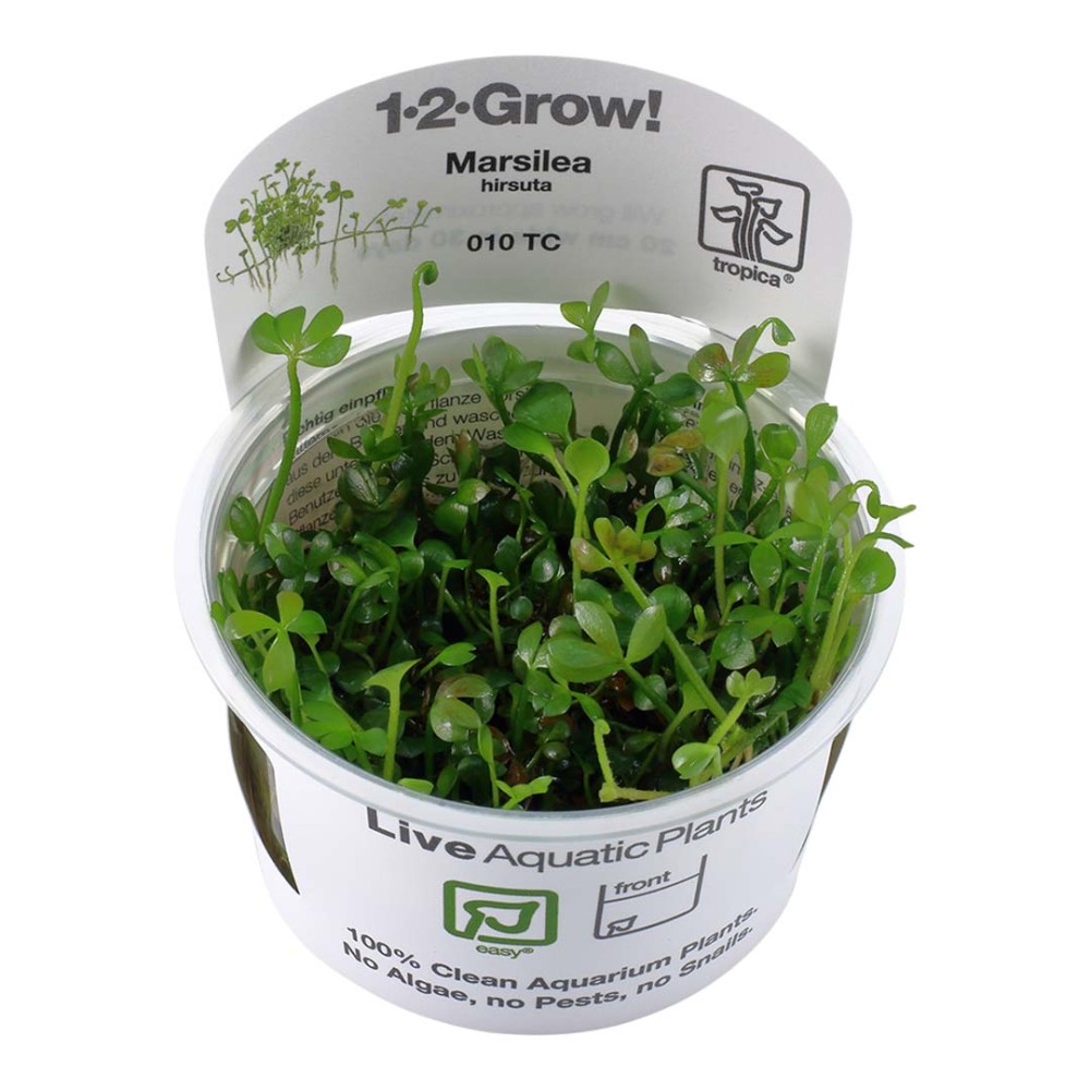 Marsilea hirsuta in vitro